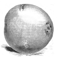 Pomme de terre modèle Vilmorin-Andrieux 1883.png