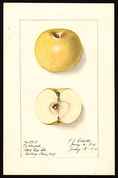 File:Pomological Watercolor POM00001848.jpg