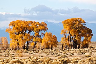 Narrowleaf cottonwoods in the fall