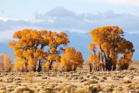 Narrowleaf Cottonwoods