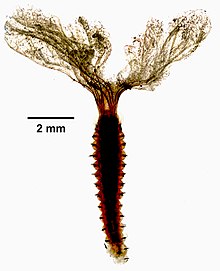 Pseudopotamilla reniformis