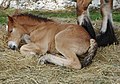 À la naissance, les chevaux peuvent montrer des crins et des extrémités plus claires.