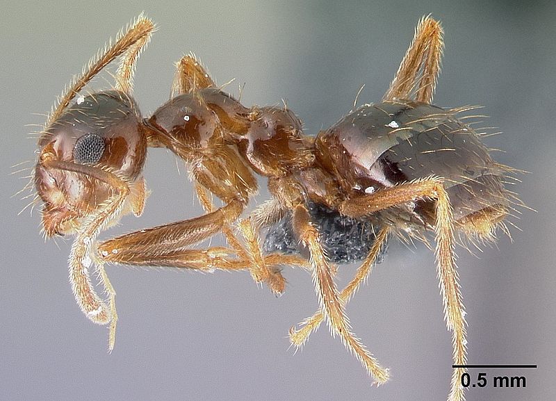 File:Prenolepis nitens casent0179603 p 1 high.jpg