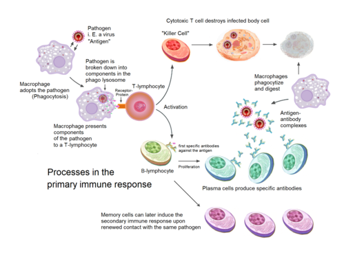 Primary immune response 1