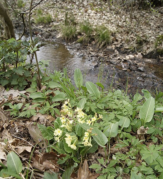 File:Primula elatior, Wending- und Peimbachtal.jpg