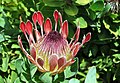 * Nomination Protea eximia flower --Citron 10:19, 23 August 2012 (UTC) * Promotion Good quality. --Poco a poco 17:07, 23 August 2012 (UTC)