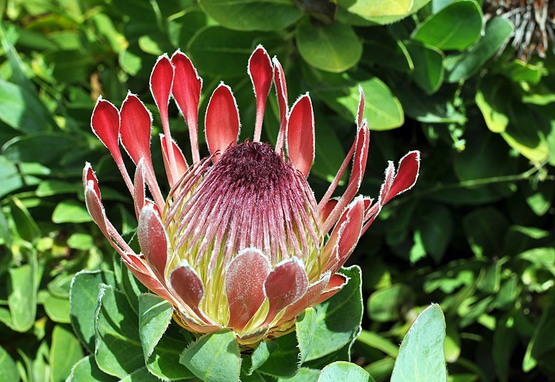 File:Protea eximia flower.jpg