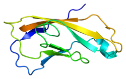 Protein CDH2 PDB 1ncg.png