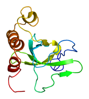 MSH6 or mutS homolog 6 is a gene that codes for DNA mismatch repair protein Msh6 in the budding yeast Saccharomyces cerevisiae. It is the homologue of the human 