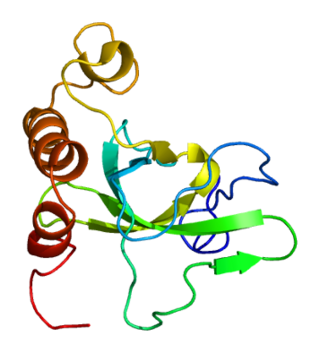 <span class="mw-page-title-main">MSH6</span> Protein-coding gene in the species Homo sapiens