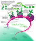 Vignette pour Biosynthèse des protéines