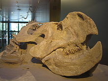 Protoceratops andrewsi.jpg