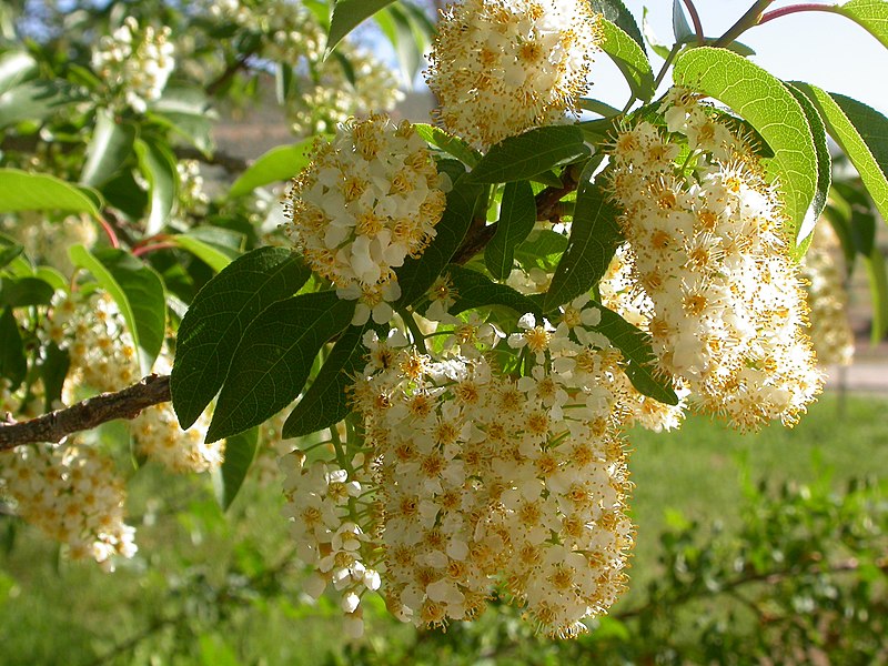 File:Prunus virginiana (5069720552).jpg