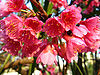 Prunusceret2.jpg