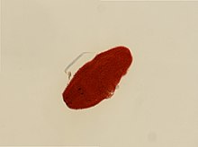 Pseudostomum quadrioculatum (YPM IZ 097629).jpeg