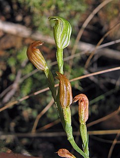 <i>Pterostylis parviflora</i> species of plant