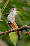 Ptilinopus pulchellus-Artis Zoo, Netherlands-8a.jpg