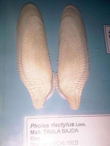 File:Pu - Pholas dactylus.jpg