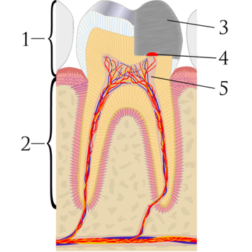 Pulp capping