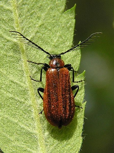 File:Pyrochroa coccinea in sorbus aucuparia bialowieza forest beentree.jpg