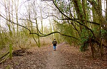 Woodland path, Quarry Moor, 2019 Quarry Moor (81).JPG