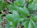 Leaves of the Georgia oak