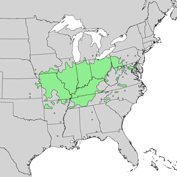 File:Quercus imbricaria range map 1.png