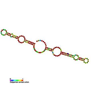 <span class="mw-page-title-main">Small nucleolar RNA SNORA79</span>