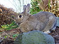 Miniatyrbild för Agouti (färg)