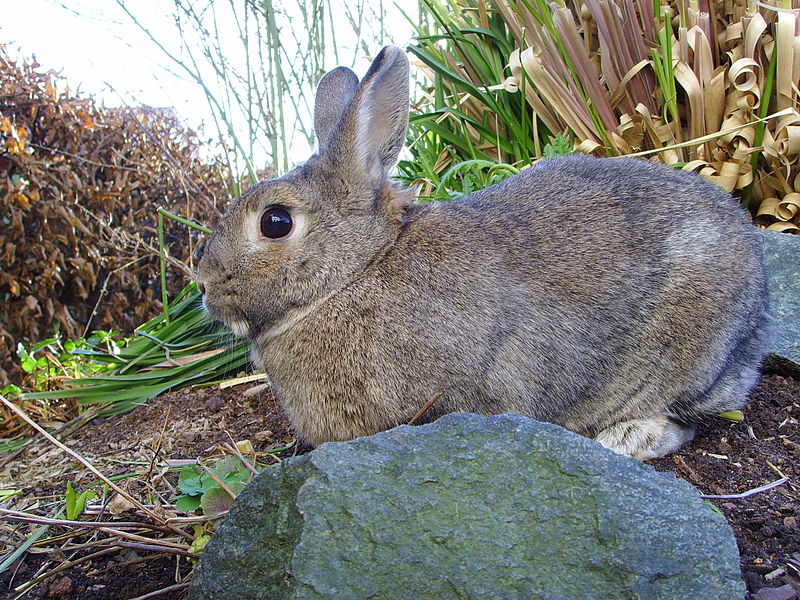 File:Rabbit (agouti) 04.jpg