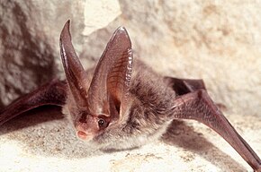 Beskrivelse av Rafinesque big-eared bat image 5476130-SMPT.jpg.