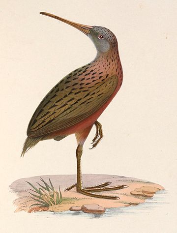 Rallus madagascariensis