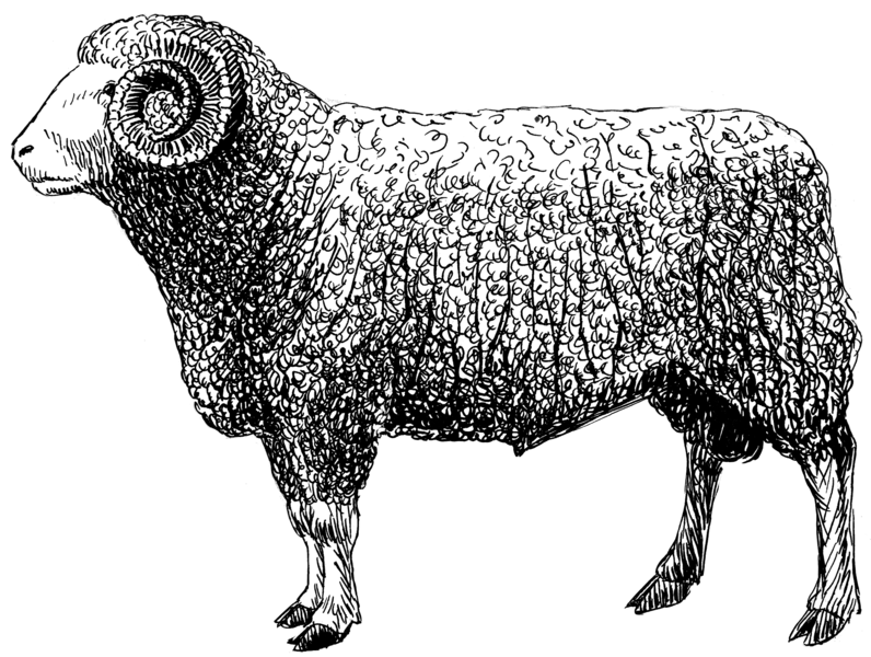 File:Ram (PSF).png