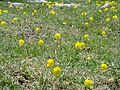 Ranunculus bupleuroides (Picos de Europa)