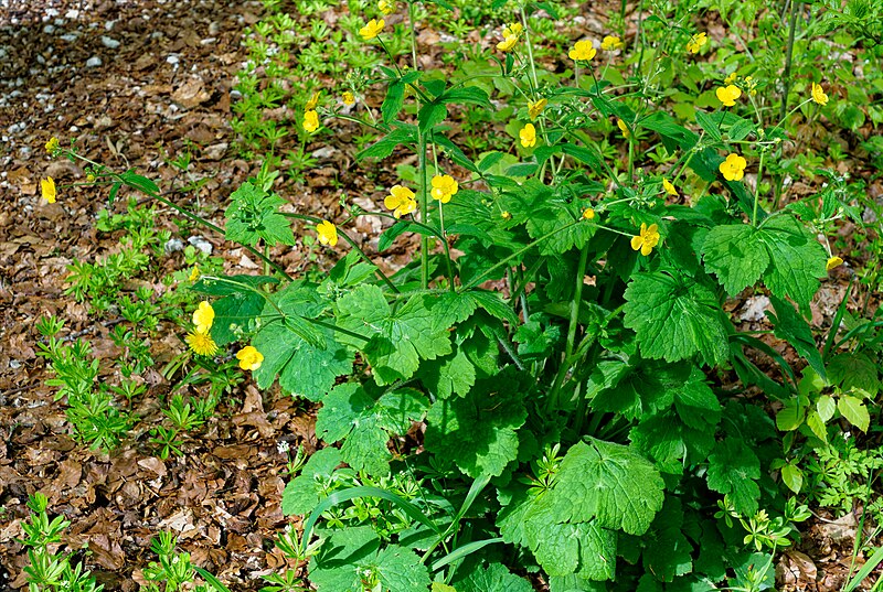 File:Ranunculus lanuginosus kds 01.jpg