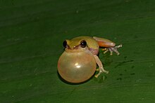 Raorchestes akroparallagi - Davidraju IIMG 1934.jpg