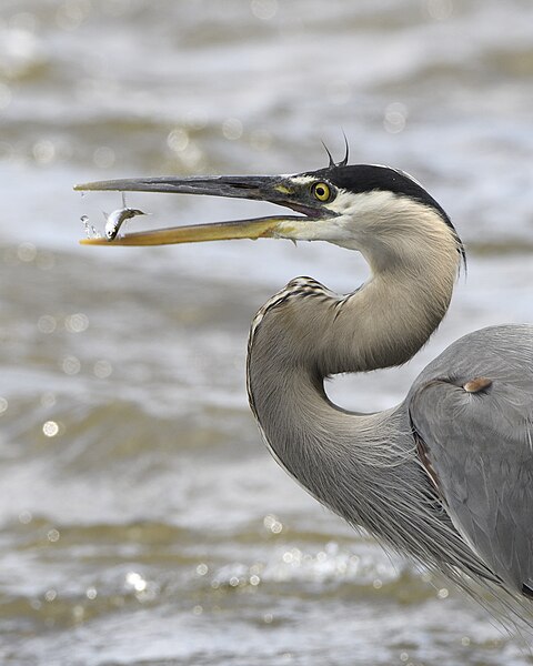 File:Ready for lunch time.jpg