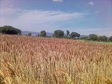 Ready to harvest wheat crop at Mirza Pur