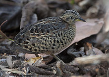 Red-backed buttonquail httpsuploadwikimediaorgwikipediacommonsthu