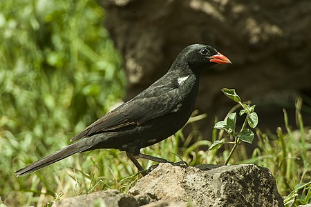 Bubalornis niger