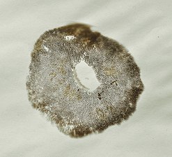 Red Cracking Bolete (Boletus chrysenteron) spore print.JPG