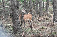 Red Deer - Buck.jpg