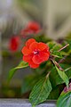 Impatiens (Impatiens walleriana).