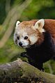 Red Panda (16581780604).jpg