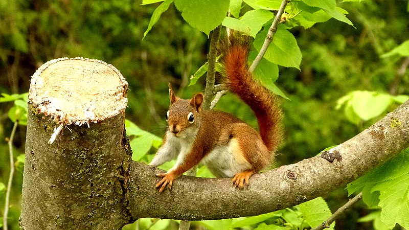 File:Red Squirrel 2.jpg