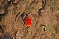 Red Velvet Mites in Patiala region