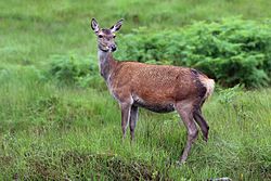 Red deer (Cervus elaphus) hind.jpg