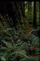 Redwood National Park REDW9353.jpg