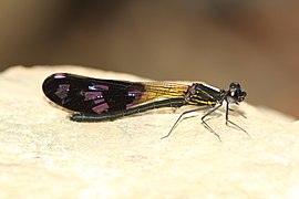 Aristocypha spuria ♂