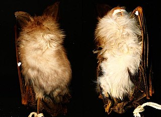 <span class="mw-page-title-main">Bokhara horseshoe bat</span> Species of bat